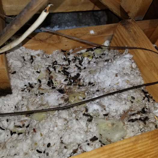 Contaminated Insulation Removal